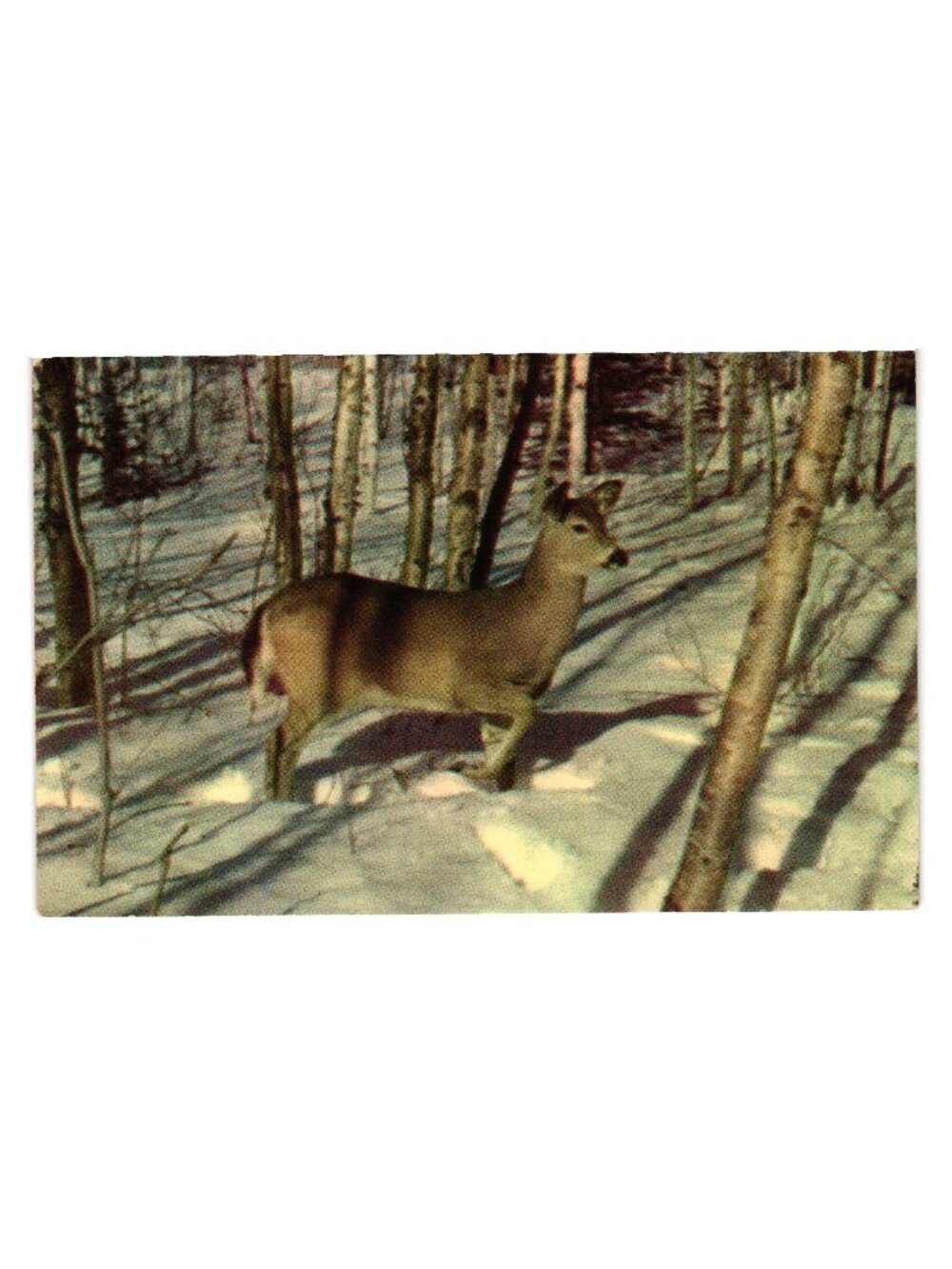 A Northwoods View Postcard Color Deer Lake Of The Woods Minnesota Kodachrome